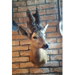 Opgezette Abnormale Reebok Kop Schoudermontage (Pruikenbok)